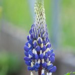 Lupina mnoholistá (Lupinus polyphyllus) ´THE GOVERNOR´ - kont. P11